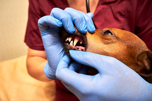 Why do Dogs get Gum Disease?