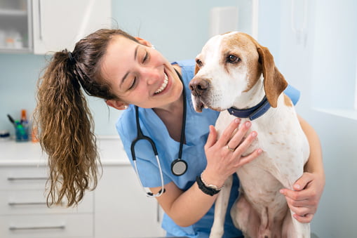 How to Have a Stress-Free Visit to a Veterinary Clinic?