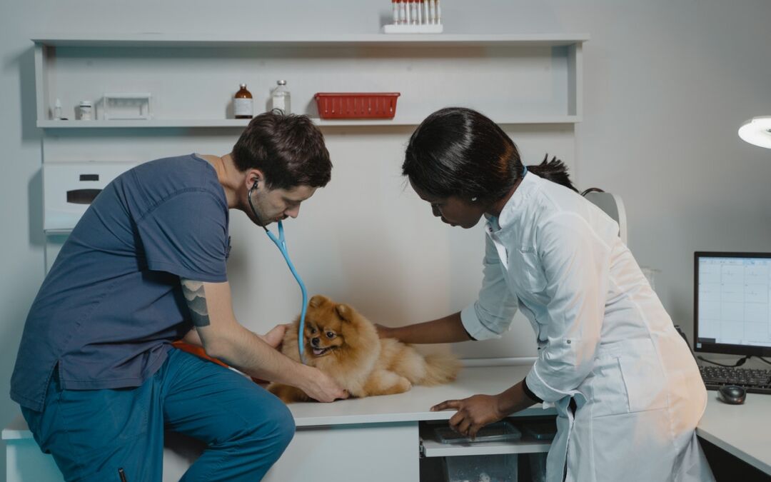 When to Take Your Pet to the Vet vs the Emergency Animal Hospital?