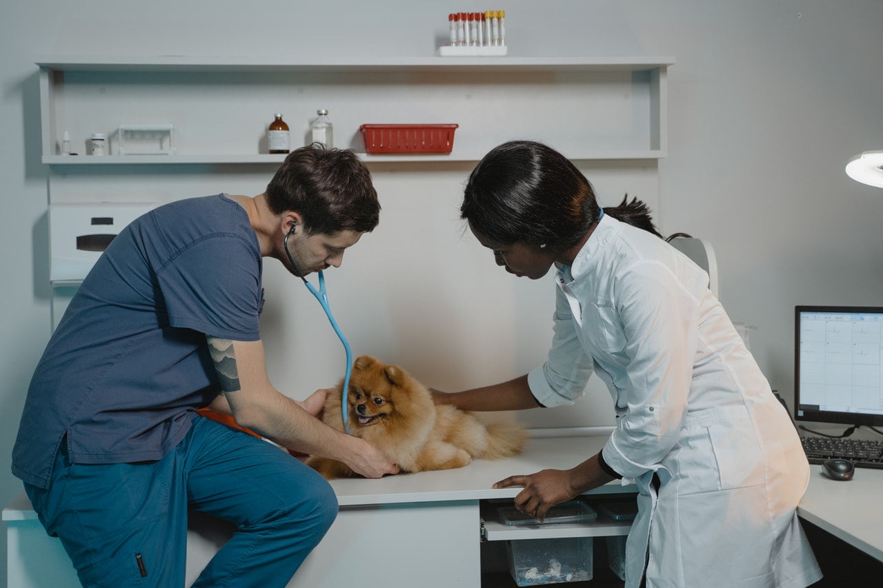 A&m Veterinary Small Animal Vet Clinic Near Me Urgent Care