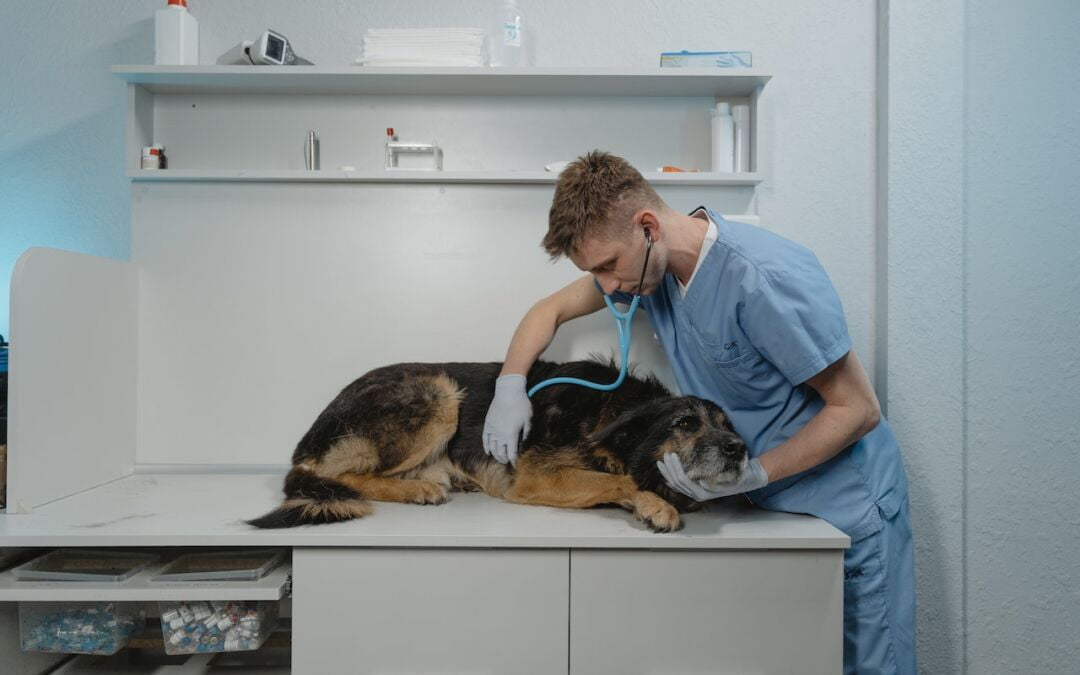 Signs Your Pet Needs Emergency Vet Care