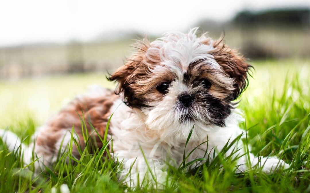 How to Choose the Best Animal Hospital in Mississauga for Your Pet?