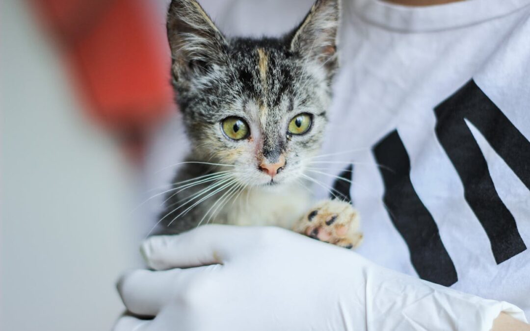 5 Things You Need to Know About Pet Fostering and How to Get Started