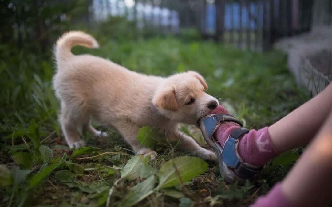5 Tips to Help Prevent Dog Bites