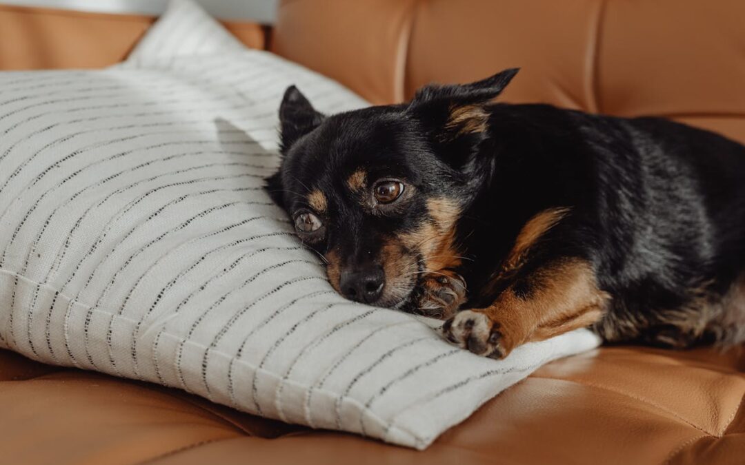8 Signs Your Pet Needs to See a Vet Immediately