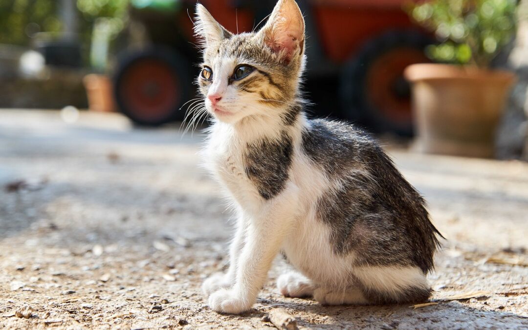 Preparing Your Pets for Cooler Fall Weather