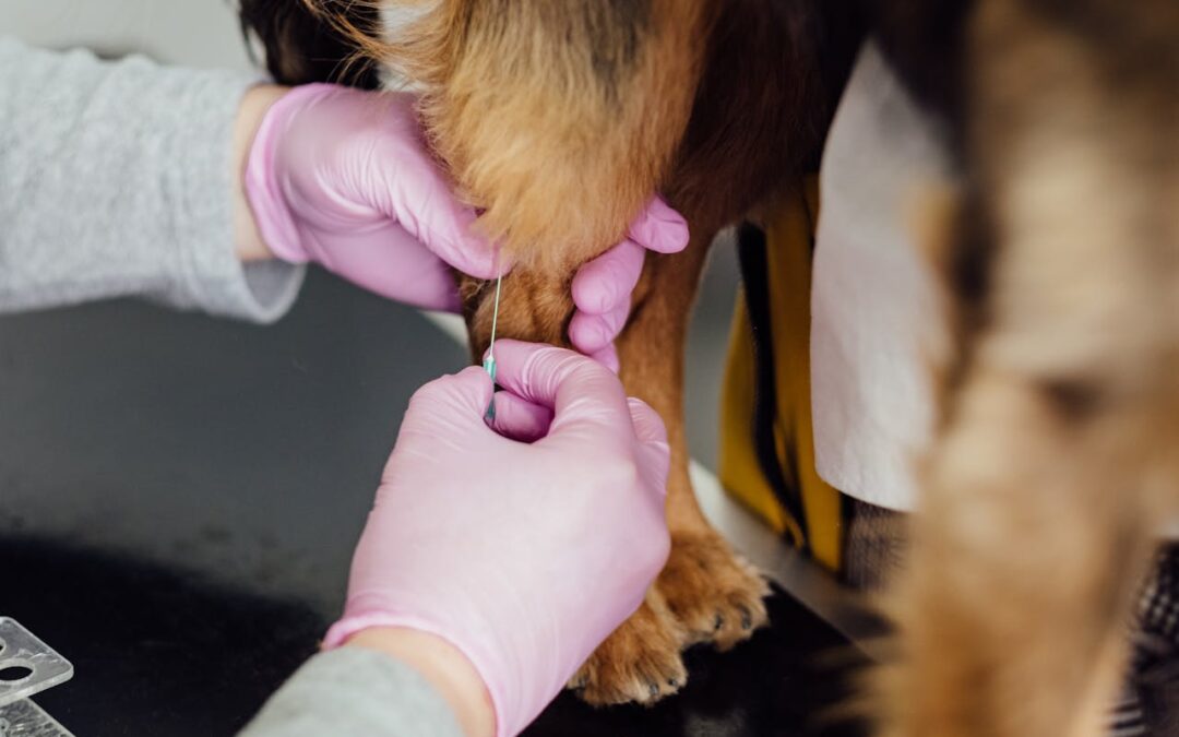 Why Does My Pet Need Annual Bloodwork?