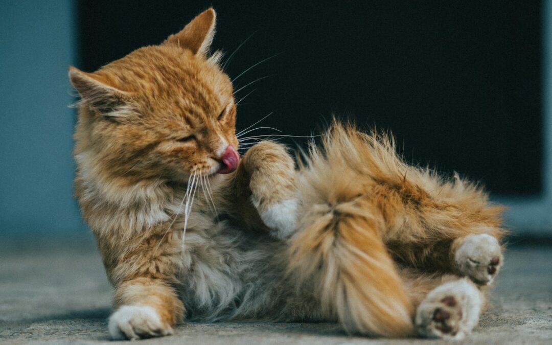 Springtime Parasites: What Pet Owners Need to Watch For