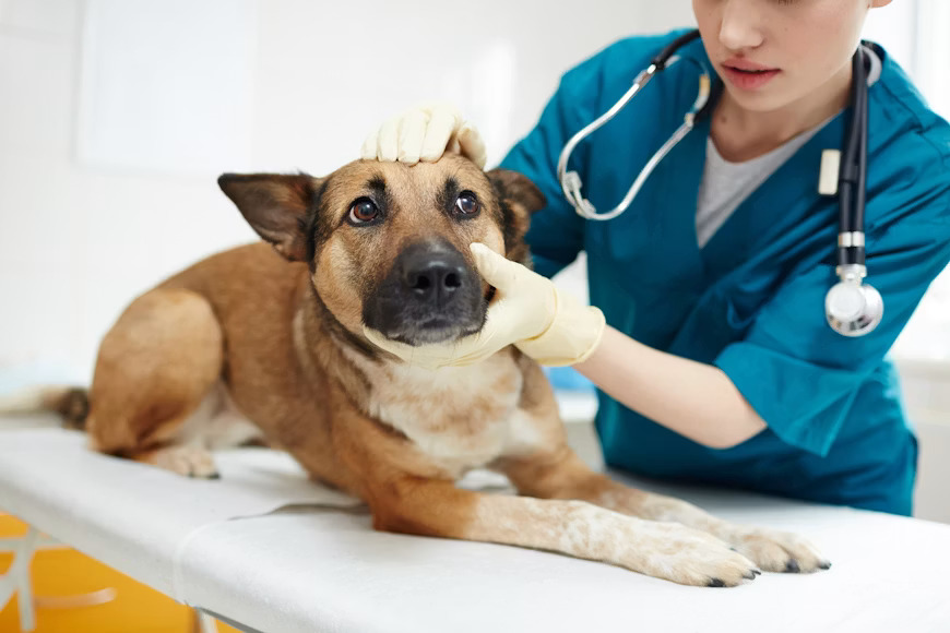 How to Reduce Stress During Vet Visits