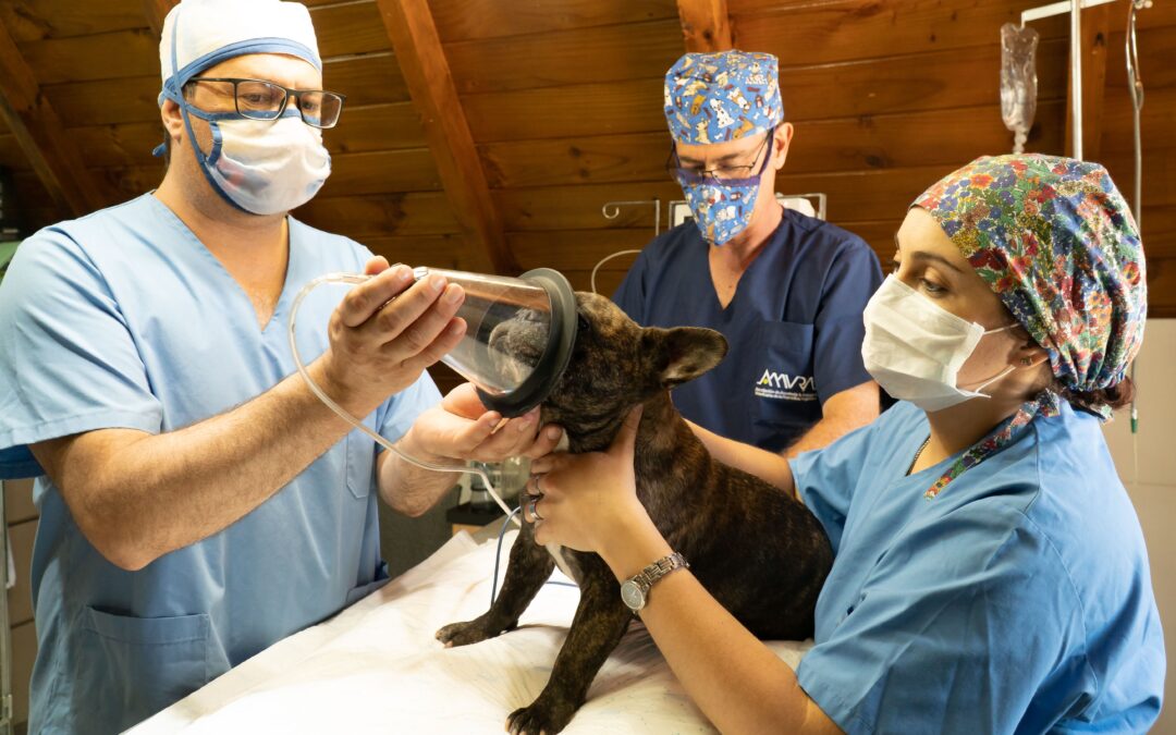 Animal Hospital Mississauga